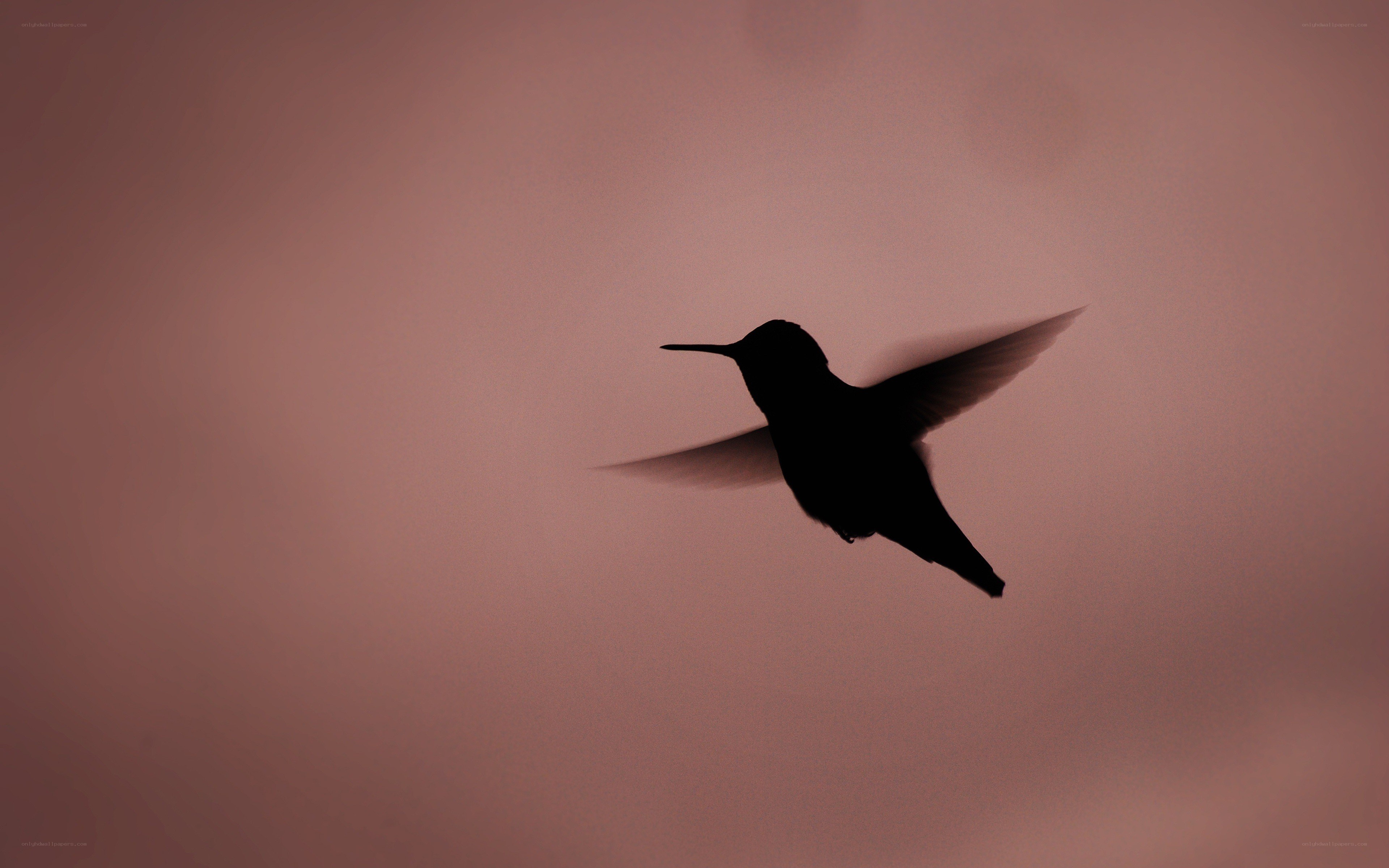 hummingbird in flight silhouette