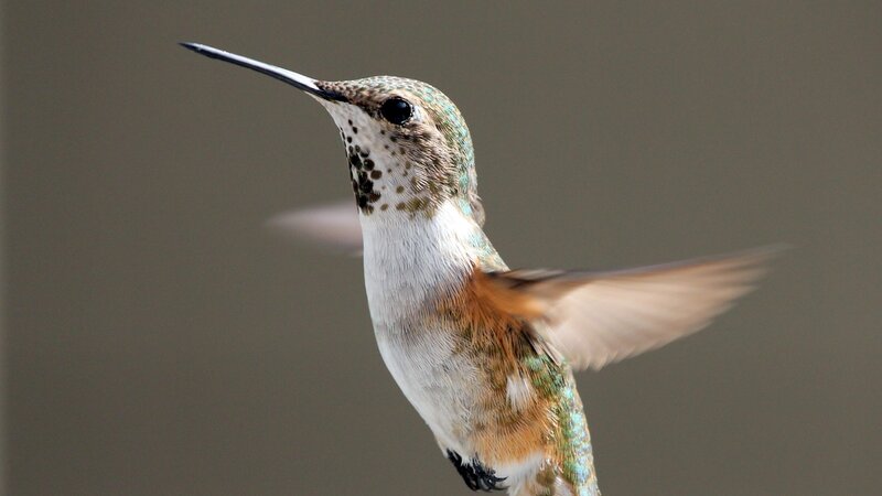 Hummingbird in Flight — White, Calm