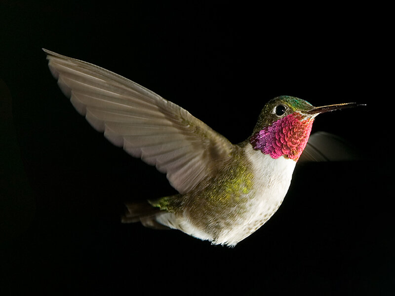 Hummingbird in Flight — White, Dramatic