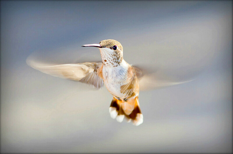 Hummingbird in Flight — White, Dynamic