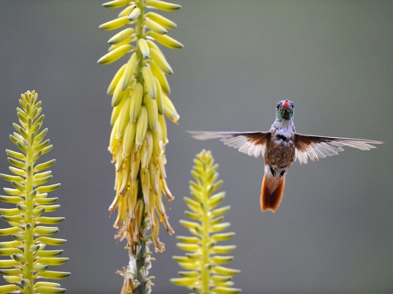 Hummingbird in Flight — Yellow, Calm, Photograph, Flowers, Plant
