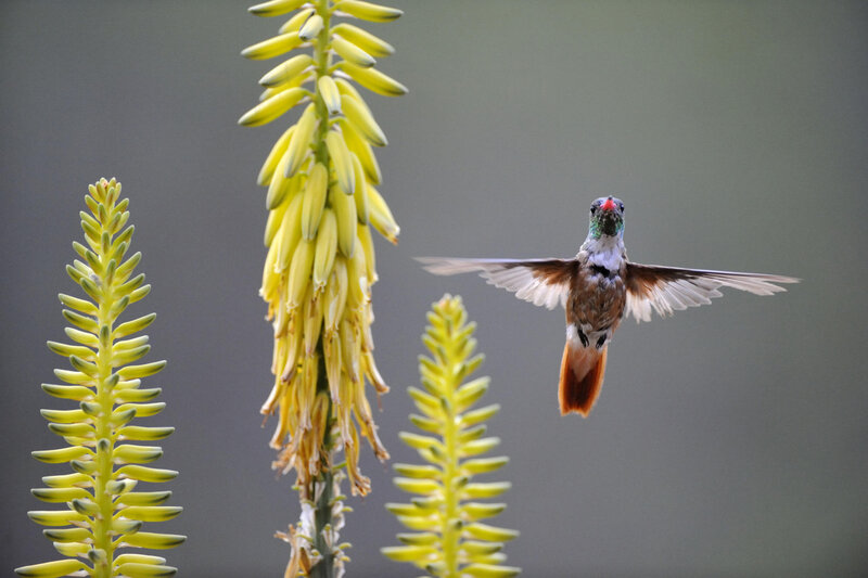 Hummingbird in Flight — Yellow, Calm, Photograph, Flowers