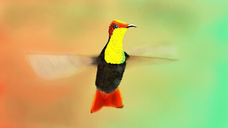 Hummingbird in Flight — Yellow