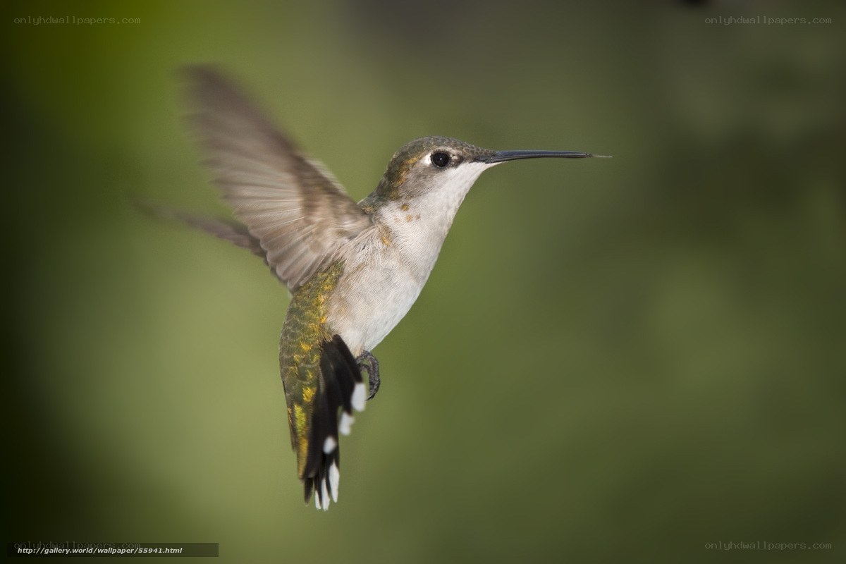 hummingbird in flight