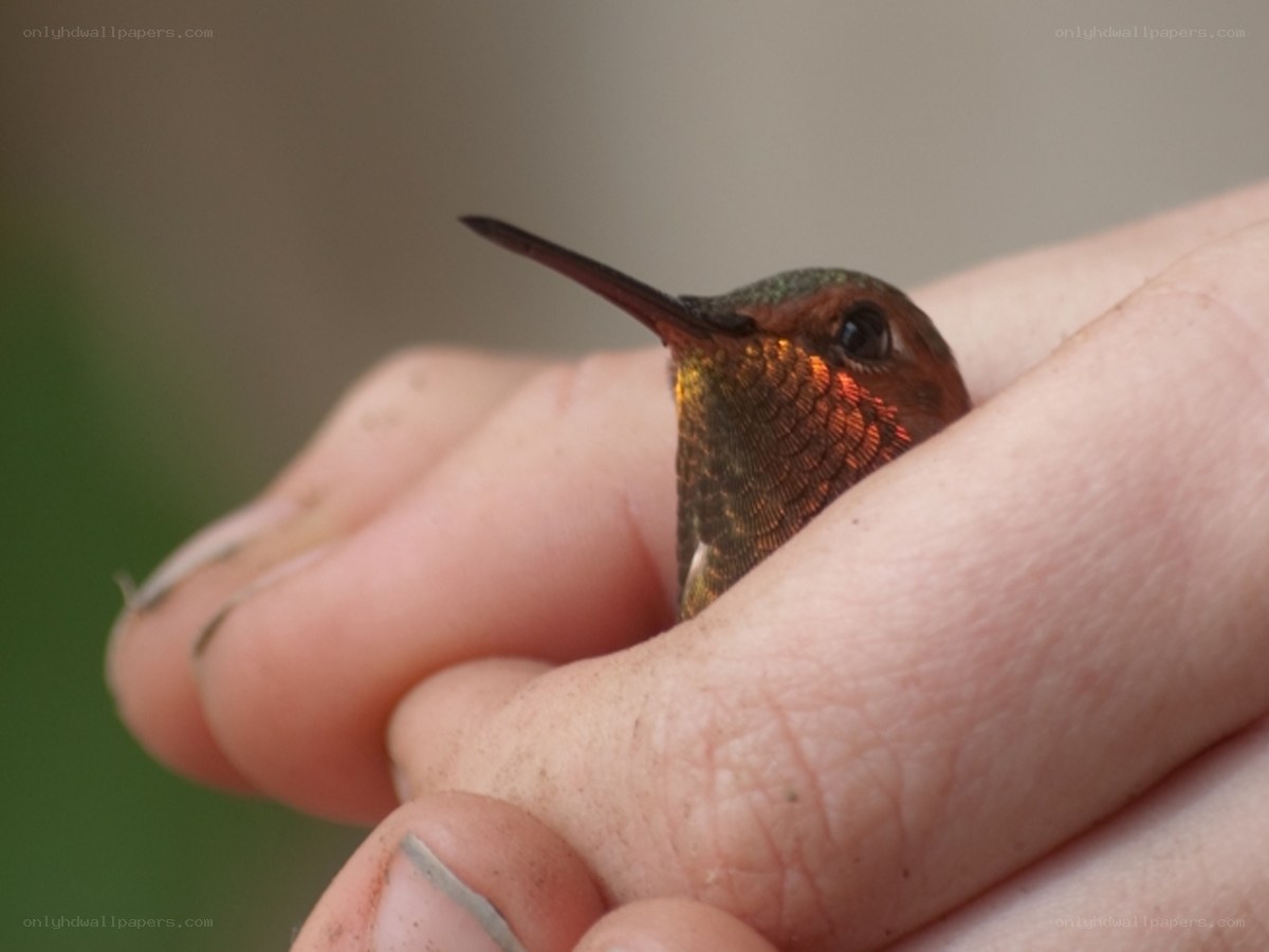 hummingbird in hand