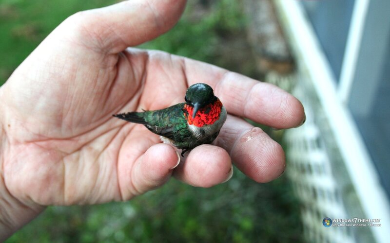 Hummingbird in Hand — Green