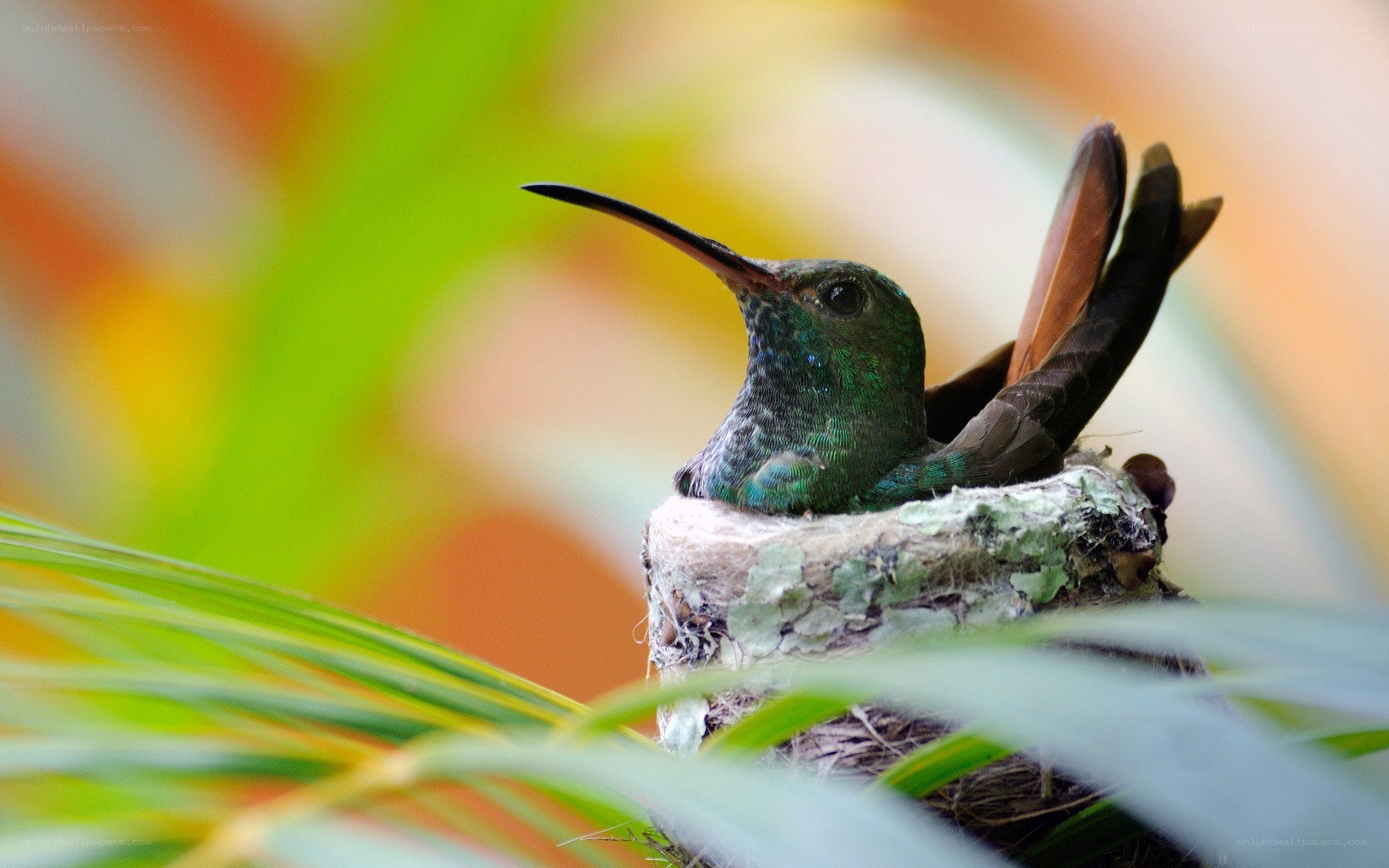 hummingbird in its nest