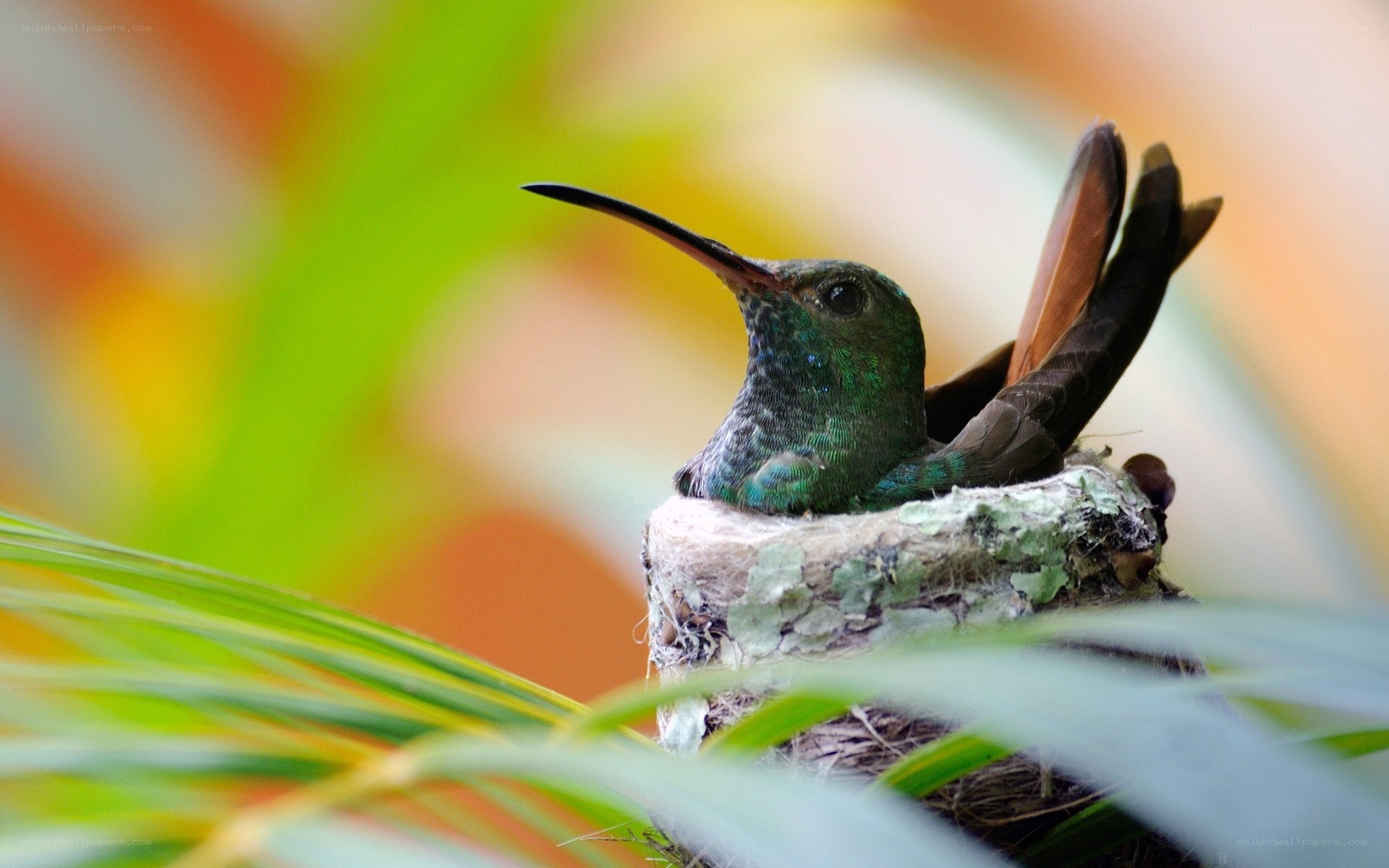 Hummingbird in its nest
