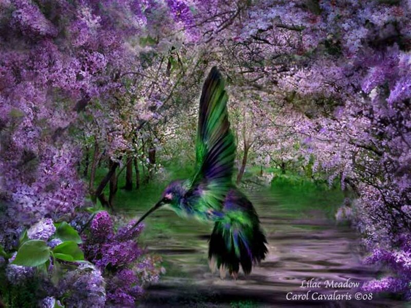 Hummingbird in Lilac