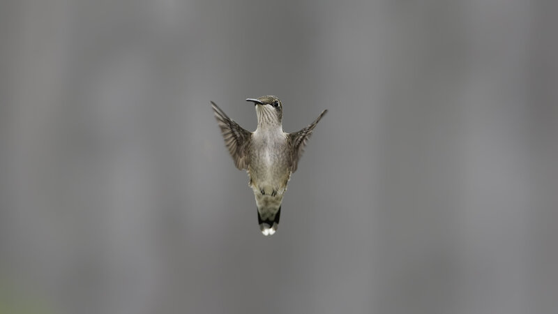 hummingbird in mid-flight