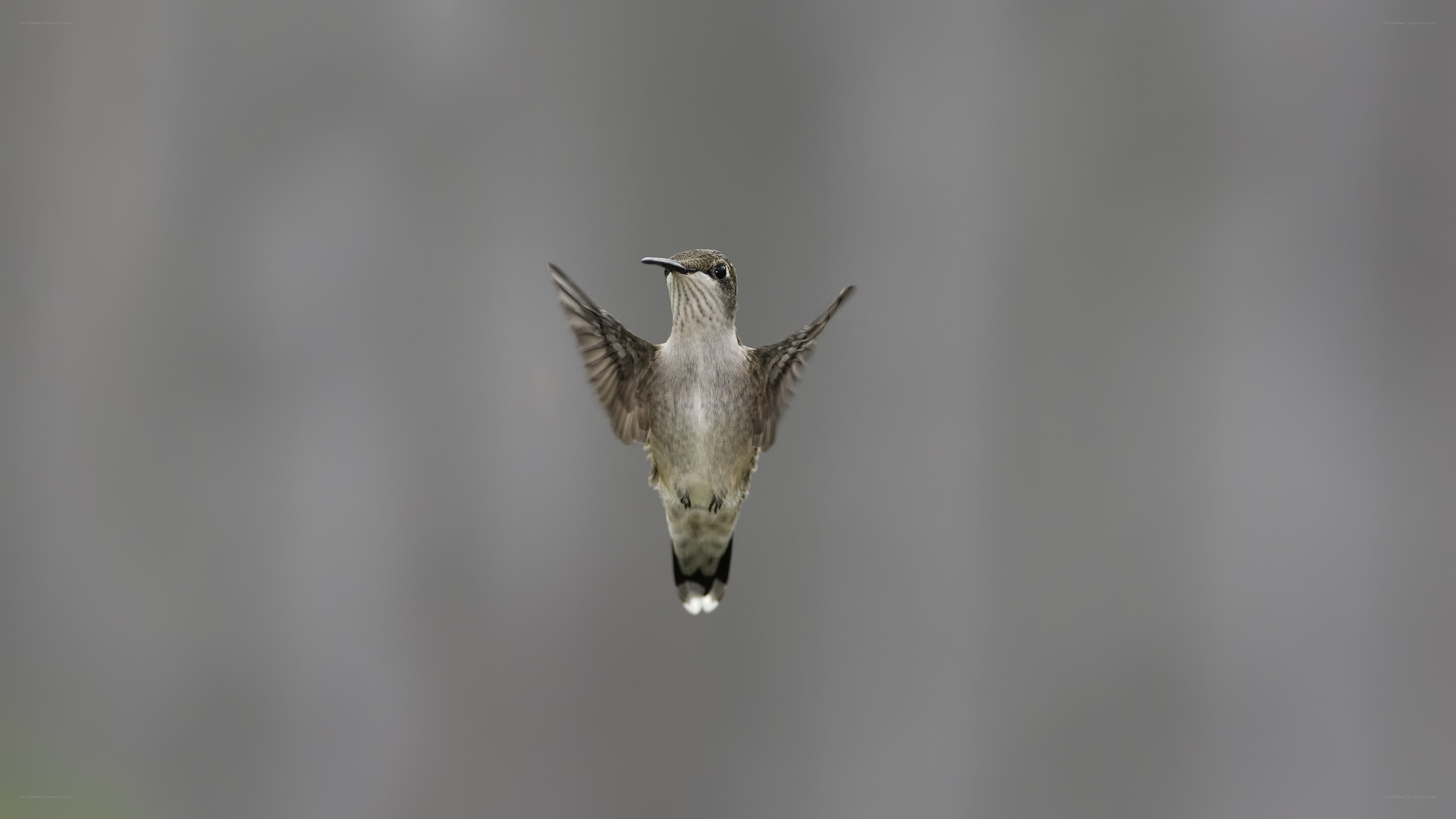 hummingbird in mid-flight