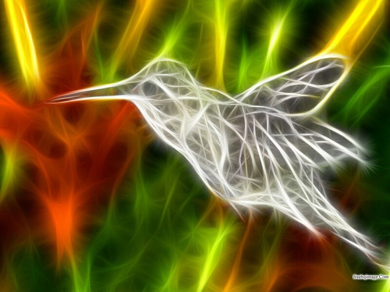 Hummingbird in Motion