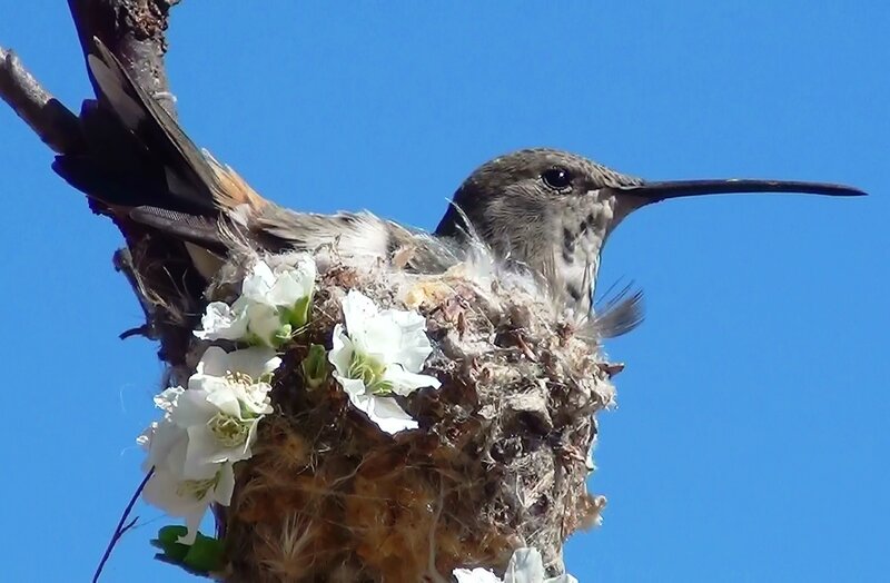 Hummingbird in Nest — Blue