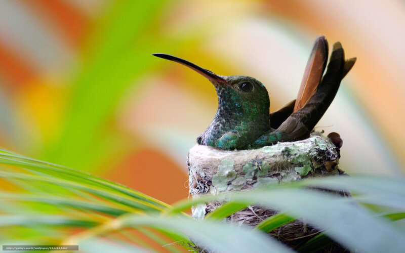 Hummingbird in Nest — Green, Serene, Afternoon