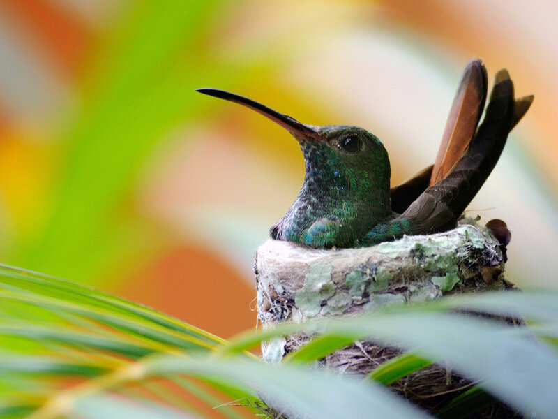 Hummingbird in Nest — Green, Serene