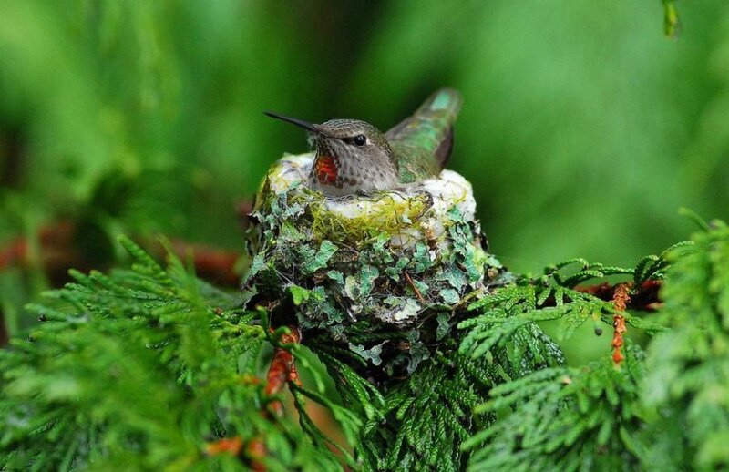 Hummingbird in Nest — Green