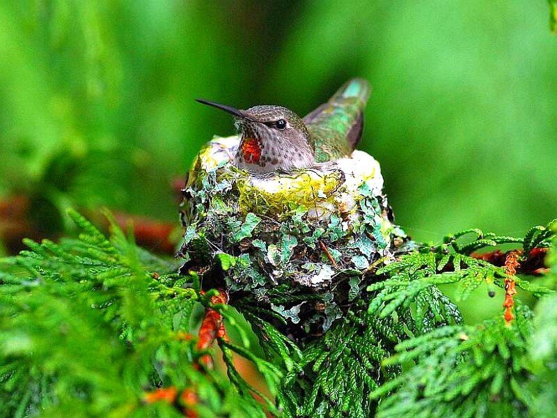 hummingbird in nest