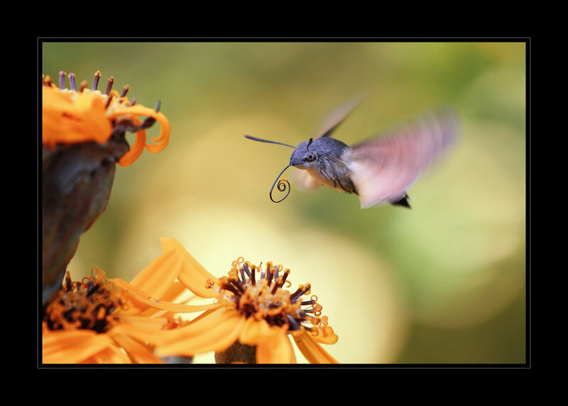 hummingbird moth feeding on flower