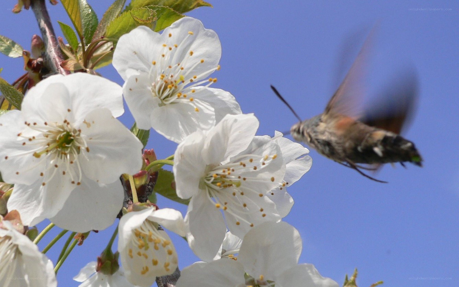 hummingbird moth feeding on flowers