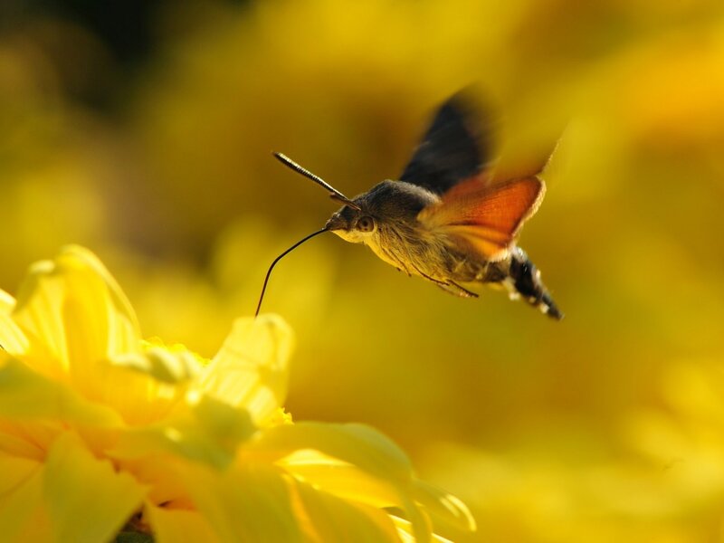 Hummingbird Moth in Flight