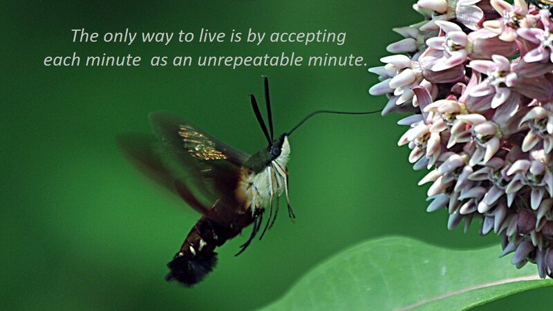 Hummingbird Moth on Flower — Green