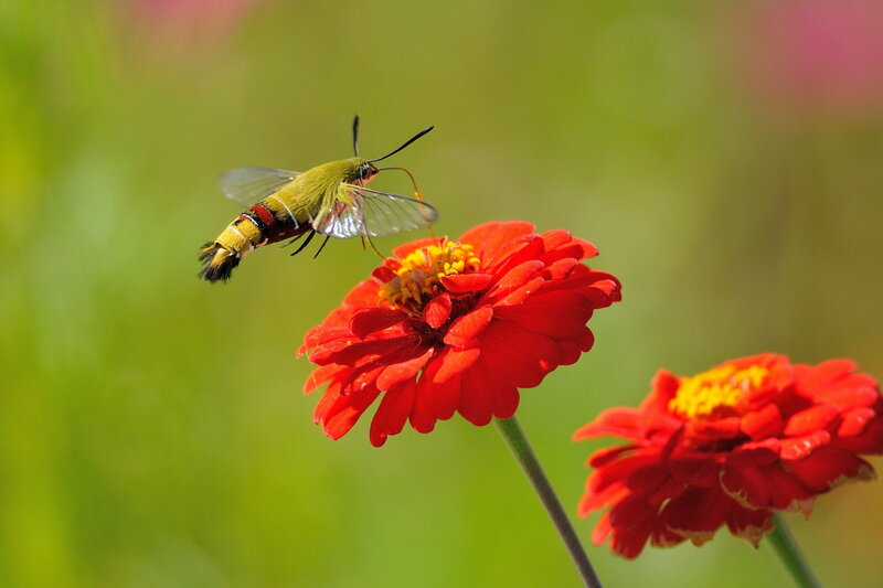 Hummingbird Moth on Flower — Red