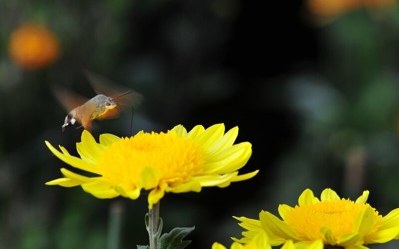 Hummingbird Moth on Flower — Yellow
