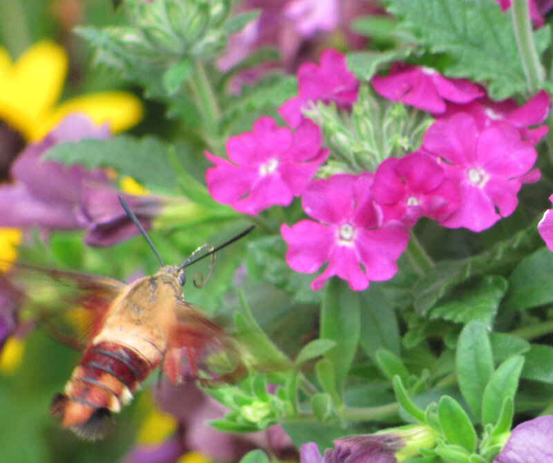 Hummingbird Moth on Flowers — Pink