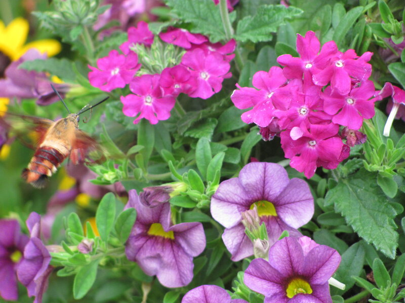 Hummingbird Moth on Flowers