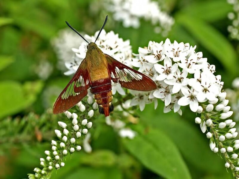 Hummingbird Moth on Flowers — White