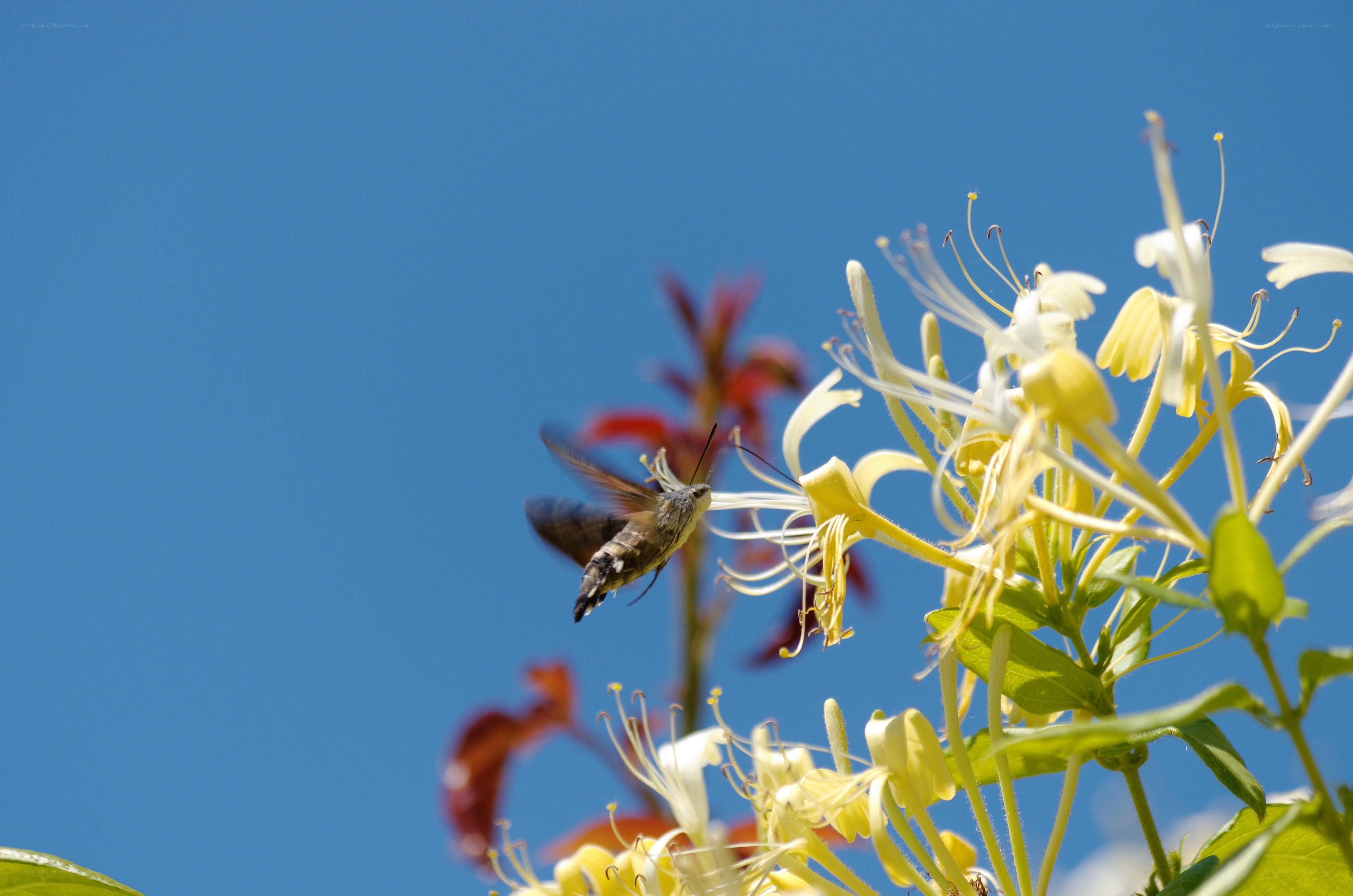 hummingbird moth on honeysuckle