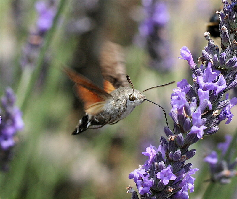 hummingbird moth on lavender