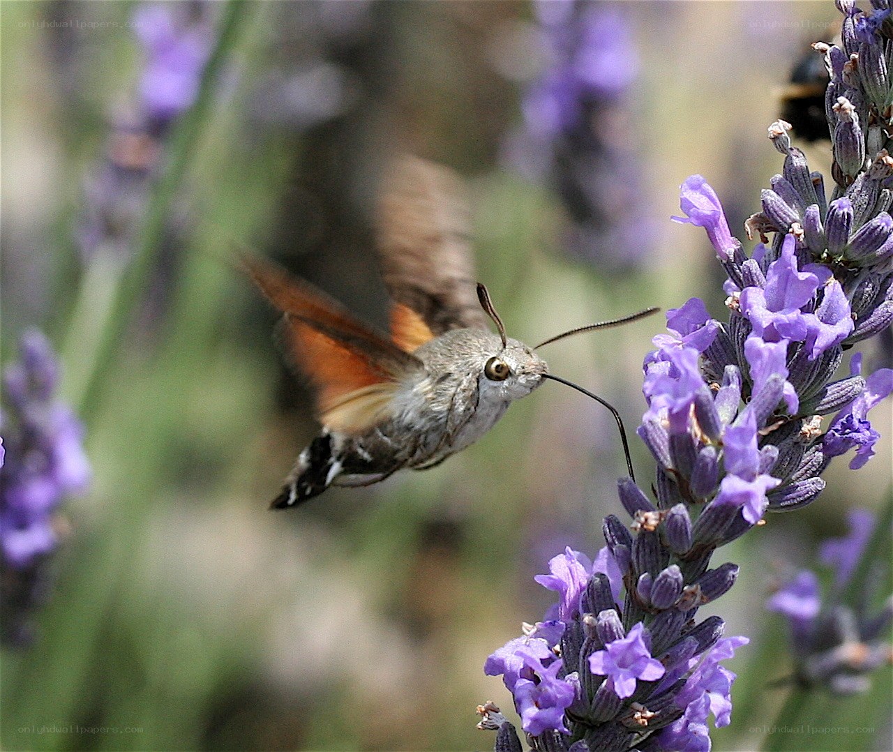 hummingbird moth on lavender