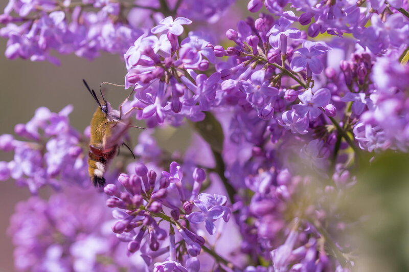 Hummingbird Moth on Lilac
