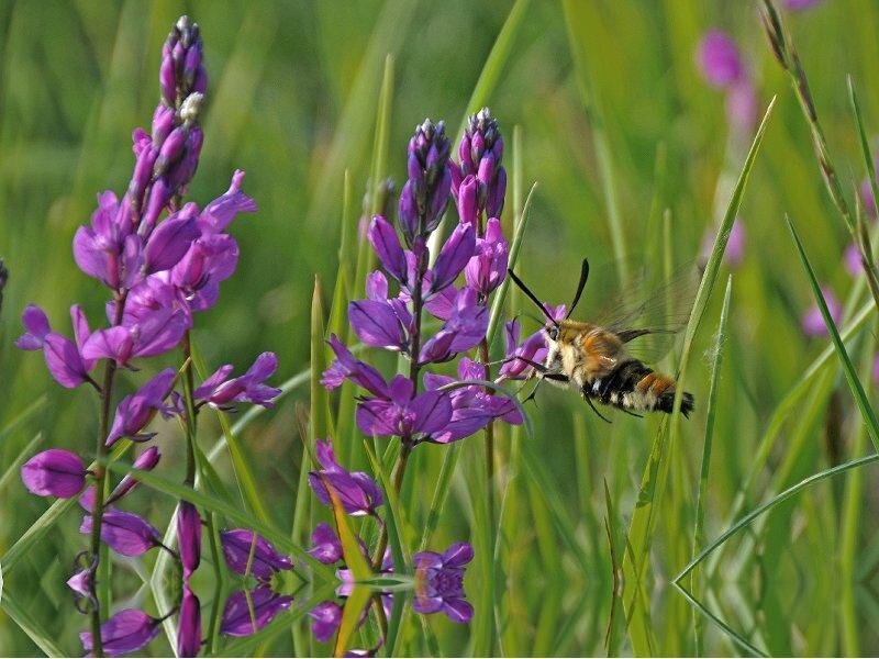 Hummingbird Moth on Purple Flowers