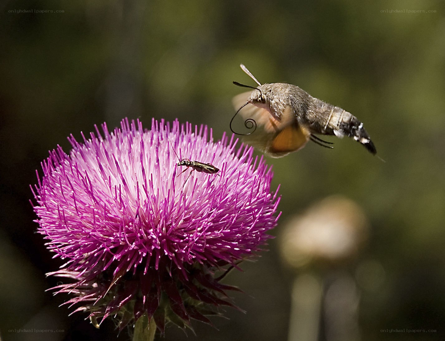 Hummingbird moth on thistle flower
