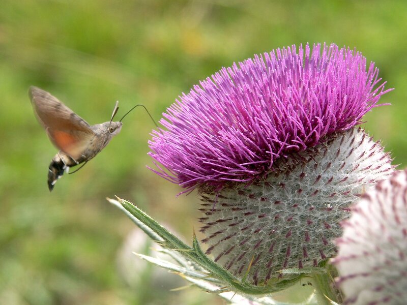 Hummingbird Moth on Thistle