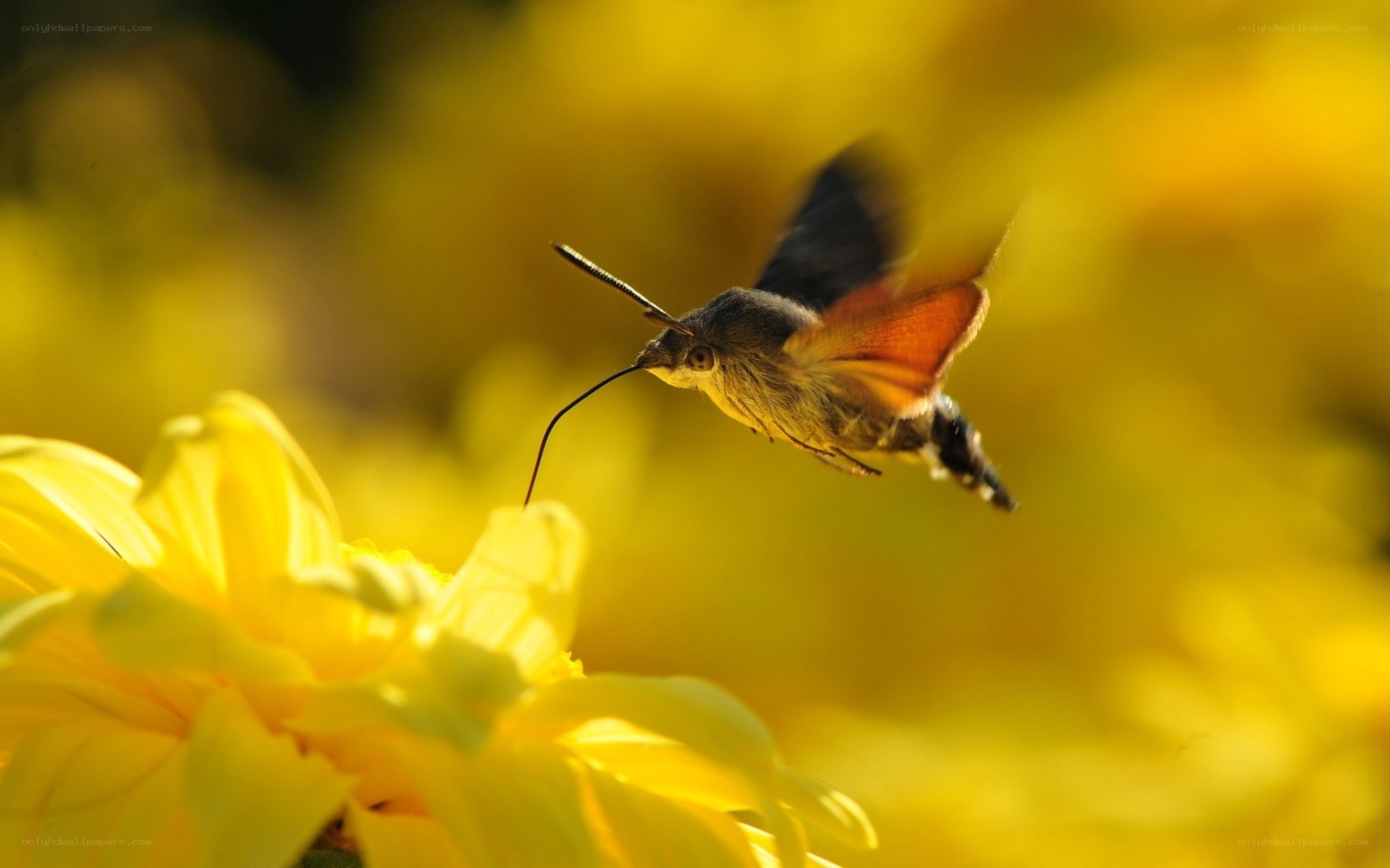 hummingbird moth on yellow flower