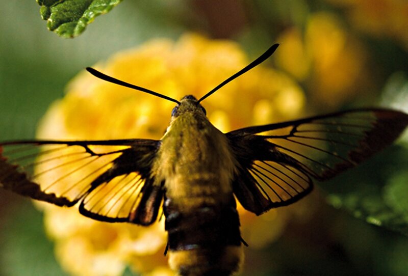 Hummingbird Moth