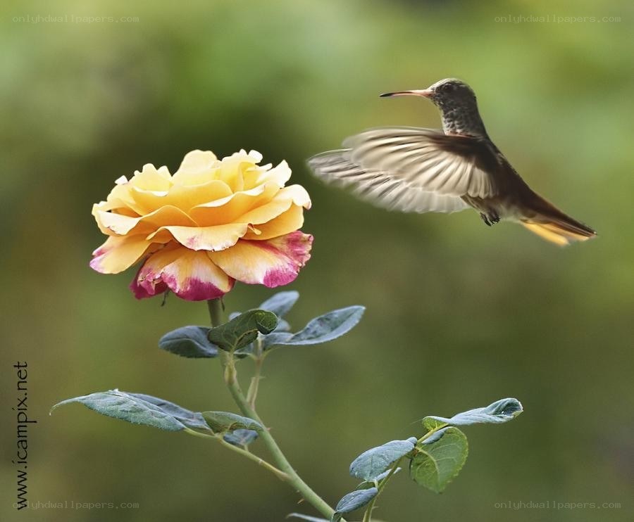 hummingbird near a yellow rose