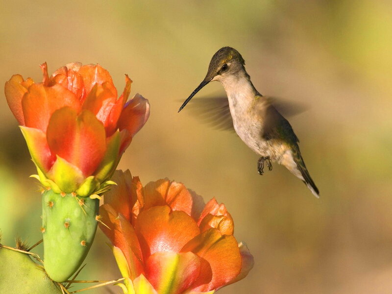 Hummingbird Near Cactus Flower — Orange
