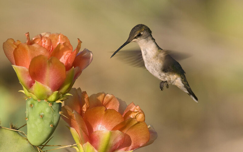 Hummingbird Near Cactus Flower