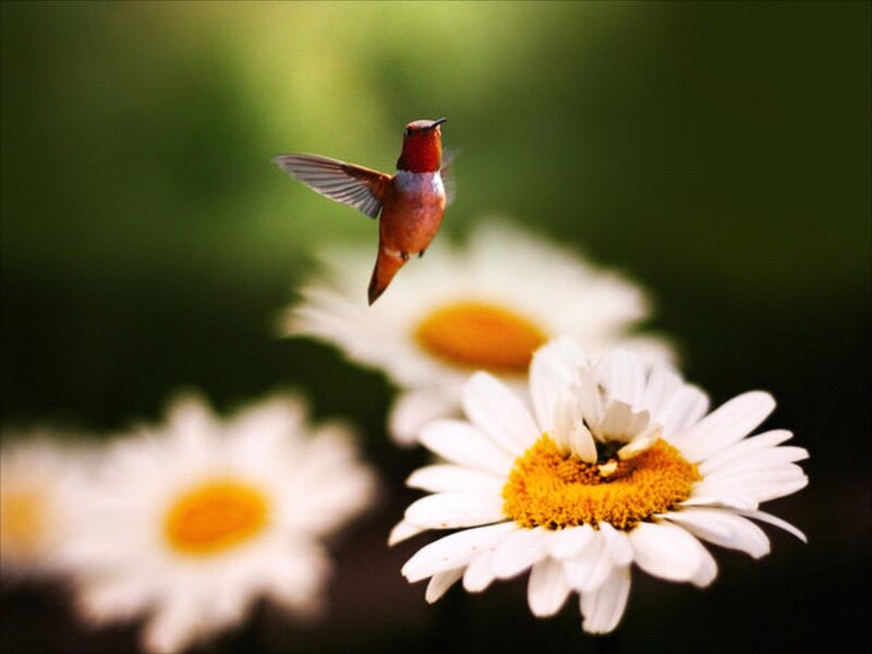 Hummingbird Near Daisies