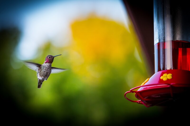 Hummingbird Near Feeder — Red, Serene