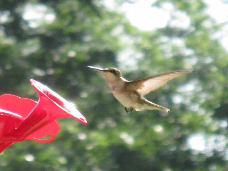 Hummingbird Near Feeder — Red