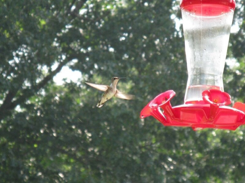 Hummingbird Near Feeder