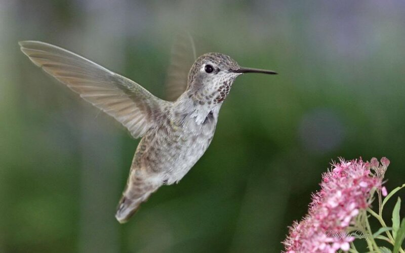 Hummingbird Near Flower — Green, Calm