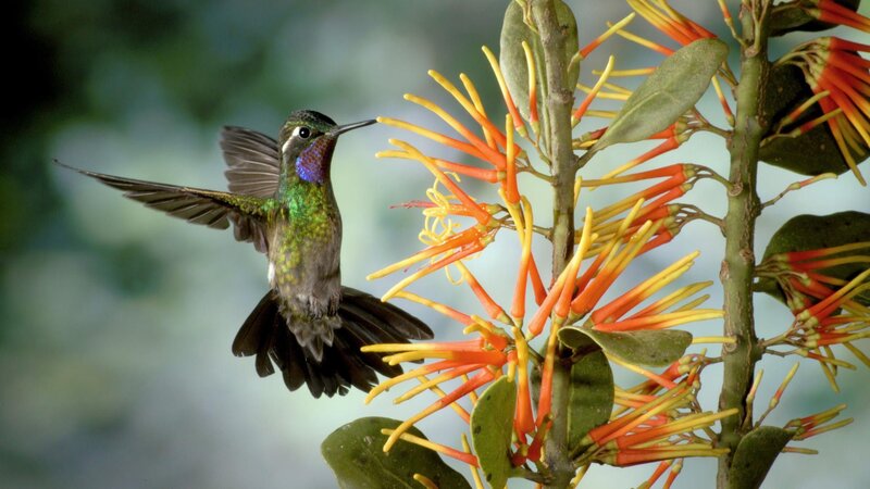 Hummingbird Near Flower — Green, Natural