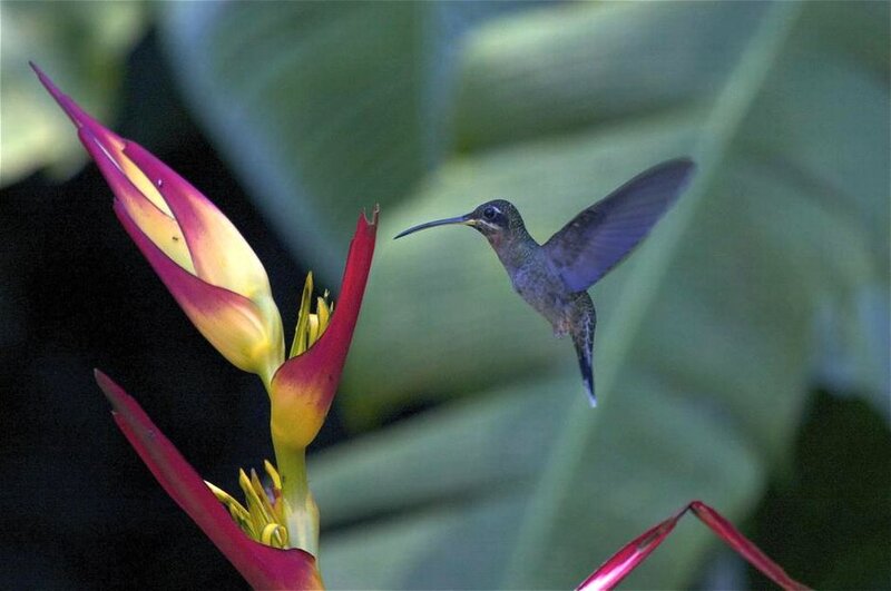 Hummingbird Near Flower — Green