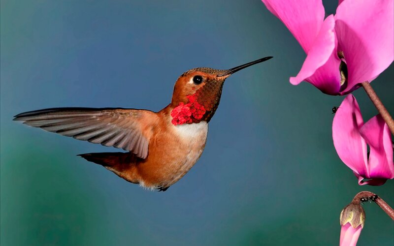Hummingbird Near Flower — Pink, Calm